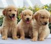 Продам щенка France, Paris Golden Retriever