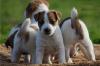 Продам щенка Estonia, Tallinn Jack Russell Terrier