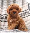 Продам щенка Greece, Athens Other breed, Cockapoo Puppies