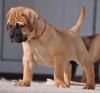 Продам щенка Latvia, Riga Bullmastiff