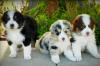 Продам щенка Netherlands, Dordrecht Australian Shepherd