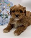 Продам щенка Belgium, Bruges , Cavapoo