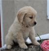 Продам щенка Estonia, Tallinn , Golden Retriever Puppies