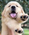 Продам щенка France, Bordeaux Golden Retriever