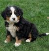 Продам щенка Portugal, Lisbon Bernese Mountain Dog