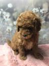 Продам щенка Czech Republic,  Toy-poodle