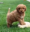 Продам щенка United Kingdom, Dundee, Manchester , Cavapoo