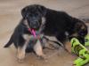 Питомник собак German Shepherd Puppies Available 