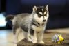 Зоомагазин Siberian Husky Puppies for sale  male and females 