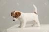 Питомник собак Beautiful True Black/White Jack Russel Male 