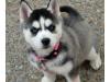 Питомник собак Sweet Siberian Husky Puppies 