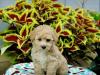 Питомник собак Adorable Poodle Puppies 