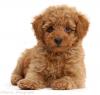 Питомник собак Adorable Poodle Puppies 