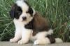 Питомник собак Available Saint Bernard puppies For adoption 