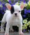 Питомник собак French Bulldog Puppies 