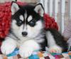 Питомник собак Siberian Husky puppies for loving homes 