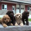 Питомник собак Cockapoo puppies for loving homes 