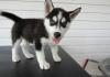 Питомник собак Available Siberian Husky Pups For adoption 