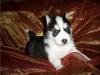 Питомник собак Available Siberian Husky Pups For adoption 