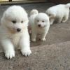 Питомник собак Super adorable Samoyed Puppies 