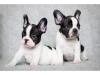 Питомник собак French Bulldog Puppies 