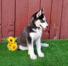 Питомник собак Beautiful Siberian Husky Puppies 