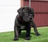 Питомник собак Bullmastiff puppies available 