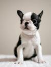 Питомник собак Adorable Boston Terrie puppies 