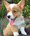 Питомник собак Available Pembroke Welsh Corgi Pups For adoption 