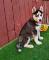 Питомник собак Blue eyes Siberian Husky puppies 