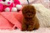 Питомник собак Maltipoo Puppies Available 