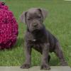 Питомник собак Cane Corso  Puppies Available 