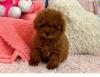 Питомник собак Maltipoo Puppies Available 