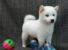 Питомник собак Shiba Inu puppies 