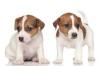 Питомник собак Jack Russell Terrier  Puppies Available 