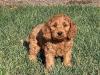 Питомник собак Cockapoo Puppies Available 