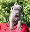 Питомник собак Cane Corso  Puppies Available 