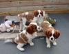 Питомник собак hermoso cavalier king charles spaniel 