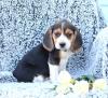 Питомник собак Beagle Puppies Available 