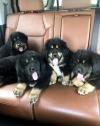 Питомник собак Beautiful Tibetan Mastiff puppies for good home 