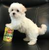 Питомник собак Beautiful Maltese puppies for good home Московская область