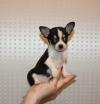 Питомник собак Beautiful Chihuahua puppies for good home 