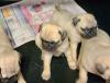 Питомник собак Beautiful Pug puppies for good home 