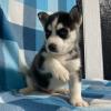 Питомник собак Beautiful Siberian Husky puppies for good home 