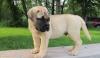 Питомник собак Bullmatiff Puppies Available 