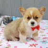 Питомник собак Pembroke Welsh Corgi Puppies Available 