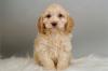 Питомник собак Cockapoo Puppies Available 