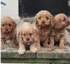 Питомник собак Cavapoo Puppies Available For New Pets Homes 