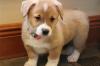 Питомник собак Pembroke Welsh Corgi Puppies Available 