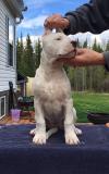 Питомник собак Purebred Dogo Argentino puppies 